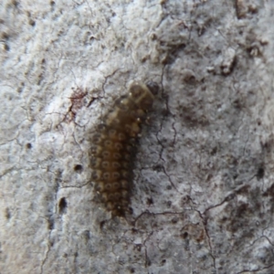 Coccinellidae (family) at Hackett, ACT - 20 Sep 2019