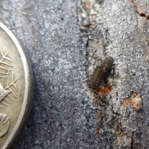 Coccinellidae (family) at Hackett, ACT - 20 Sep 2019