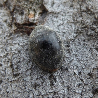 Coccinellidae (family) (Unidentified lady beetle) at Hackett, ACT - 20 Sep 2019 by Christine