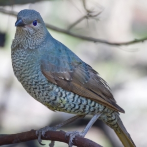 Ptilonorhynchus violaceus at Chifley, ACT - 1 Oct 2019