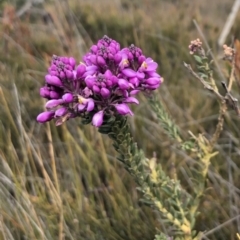 Comesperma ericinum (Heath Milkwort) at Green Cape, NSW - 29 Sep 2019 by DeanAnsell