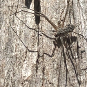 Tamopsis sp. (genus) at Aranda, ACT - 1 Oct 2019