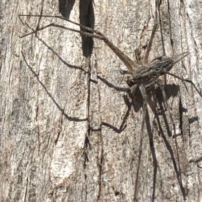 Tamopsis sp. (genus) (Two-tailed spider) at Aranda, ACT - 1 Oct 2019 by Jubeyjubes