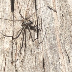 Tamopsis sp. (genus) at Aranda, ACT - 1 Oct 2019