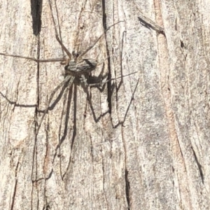 Tamopsis sp. (genus) at Aranda, ACT - 1 Oct 2019 02:28 PM