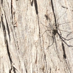 Tamopsis sp. (genus) at Aranda, ACT - 1 Oct 2019