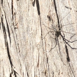 Tamopsis sp. (genus) at Aranda, ACT - 1 Oct 2019 02:28 PM