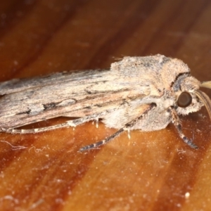 Agrotis infusa at Ainslie, ACT - 1 Oct 2019