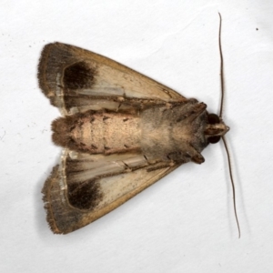 Agrotis infusa at Ainslie, ACT - 1 Oct 2019