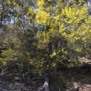 Acacia longifolia subsp. longifolia at Aranda, ACT - 1 Oct 2019