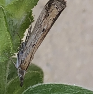 Faveria tritalis at Monash, ACT - 1 Oct 2019 01:19 PM