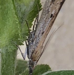 Faveria tritalis at Monash, ACT - 1 Oct 2019 01:19 PM