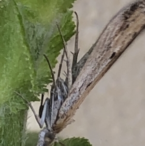 Faveria tritalis at Monash, ACT - 1 Oct 2019 01:19 PM