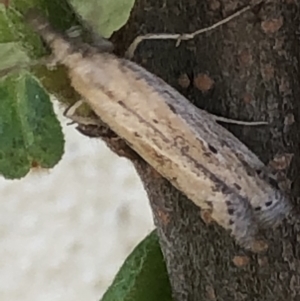 Faveria tritalis at Monash, ACT - 1 Oct 2019 01:19 PM