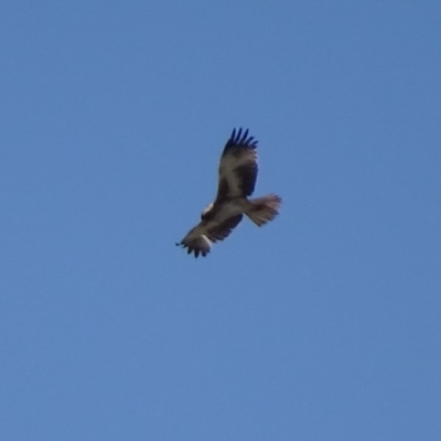 Hieraaetus morphnoides (Little Eagle) at Fyshwick, ACT - 1 Oct 2019 by roymcd