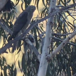 Oryctolagus cuniculus at Red Hill, ACT - 28 Sep 2019 06:34 PM