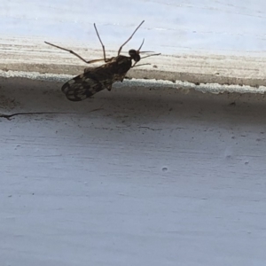 Sylvicola dubius at Aranda, ACT - 1 Oct 2019 03:33 PM