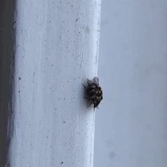 Anthrenus verbasci (Varied or Variegated Carpet Beetle) at Aranda, ACT - 1 Oct 2019 by Jubeyjubes