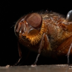 Calliphora sp. (genus) (Unidentified blowfly) at ANBG - 22 Sep 2019 by rawshorty