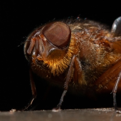 Calliphora sp. (genus) (Unidentified blowfly) at Acton, ACT - 22 Sep 2019 by rawshorty