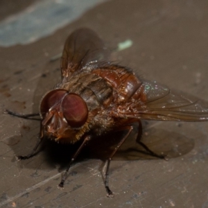 Calliphora sp. (genus) at Acton, ACT - 22 Sep 2019 10:31 AM