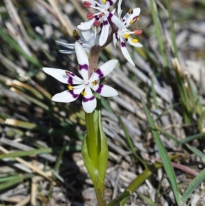 Wurmbea dioica subsp. dioica at Tuggeranong DC, ACT - 1 Oct 2019