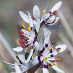 Wurmbea dioica subsp. dioica at Tuggeranong DC, ACT - 1 Oct 2019