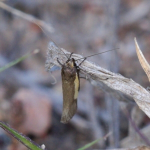 Philobota chrysopotama at Chifley, ACT - 1 Oct 2019