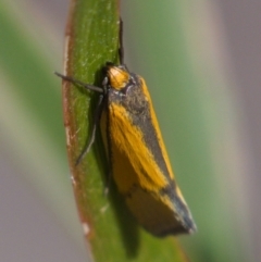 Philobota undescribed species near arabella (A concealer moth) at Chifley, ACT - 30 Sep 2019 by Marthijn