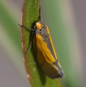 Philobota undescribed species near arabella at Chifley, ACT - 1 Oct 2019 08:55 AM