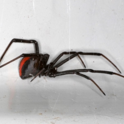 Latrodectus hasselti (Redback Spider) at Ainslie, ACT - 1 Oct 2019 by jb2602