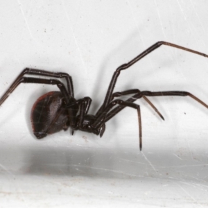 Latrodectus hasselti at Ainslie, ACT - 1 Oct 2019