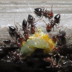 Crematogaster sp. (genus) at Hackett, ACT - 26 Sep 2019