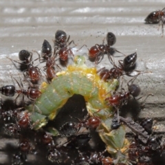 Crematogaster sp. (genus) at Hackett, ACT - 26 Sep 2019