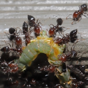 Crematogaster sp. (genus) at Hackett, ACT - 26 Sep 2019