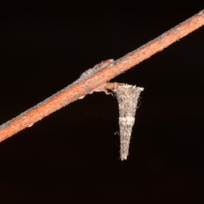 Conoeca or Lepidoscia (genera) IMMATURE (Unidentified Cone Case Moth larva, pupa, or case) at Ainslie, ACT - 1 Oct 2019 by jb2602