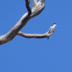 Lalage tricolor (White-winged Triller) at Cotter River, ACT - 1 Oct 2019 by CathyKatie
