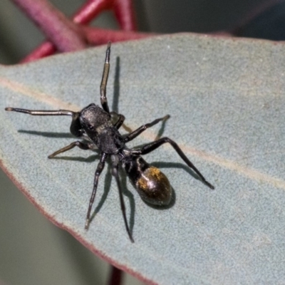 Myrmarachne luctuosa (Polyrachis Ant Mimic Spider) at The Pinnacle - 1 Oct 2019 by AlisonMilton