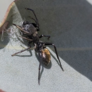 Myrmarachne luctuosa at Dunlop, ACT - 1 Oct 2019 01:29 PM