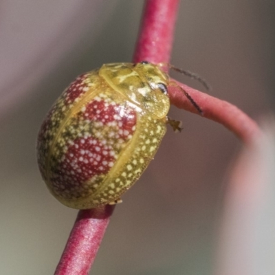 Paropsisterna fastidiosa (Eucalyptus leaf beetle) at Dunlop, ACT - 1 Oct 2019 by AlisonMilton