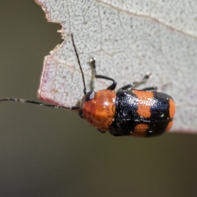 Aporocera (Aporocera) jocosa (Leaf beetle) at Dunlop, ACT - 1 Oct 2019 by AlisonMilton