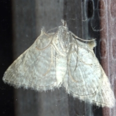 Phrissogonus laticostata at Ainslie, ACT - 30 Sep 2019