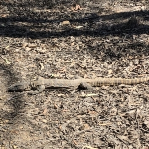 Varanus rosenbergi at Sutton, NSW - 1 Oct 2019