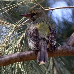 Oriolus sagittatus at Fyshwick, ACT - 30 Sep 2019 11:55 AM