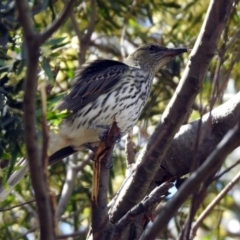 Oriolus sagittatus at Fyshwick, ACT - 30 Sep 2019 11:55 AM