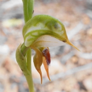 Oligochaetochilus aciculiformis at Acton, ACT - suppressed