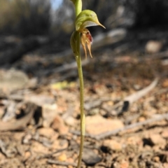 Oligochaetochilus aciculiformis at Acton, ACT - suppressed