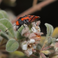 Melanerythrus mactans (A seed bug) at ANBG - 26 Sep 2019 by TimL