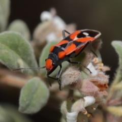 Melanerythrus mactans at Acton, ACT - 26 Sep 2019