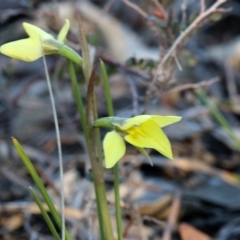 Diuris chryseopsis (Golden Moth) at Kambah, ACT - 22 Sep 2019 by PeterR